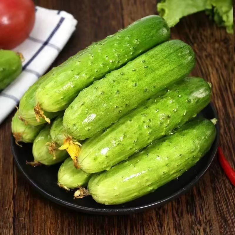 旱黄瓜现采现发新鲜包邮产地直发自家菜园