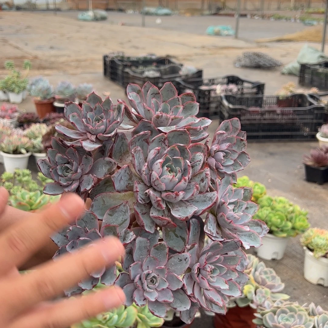 赫拉多头手捧无砍