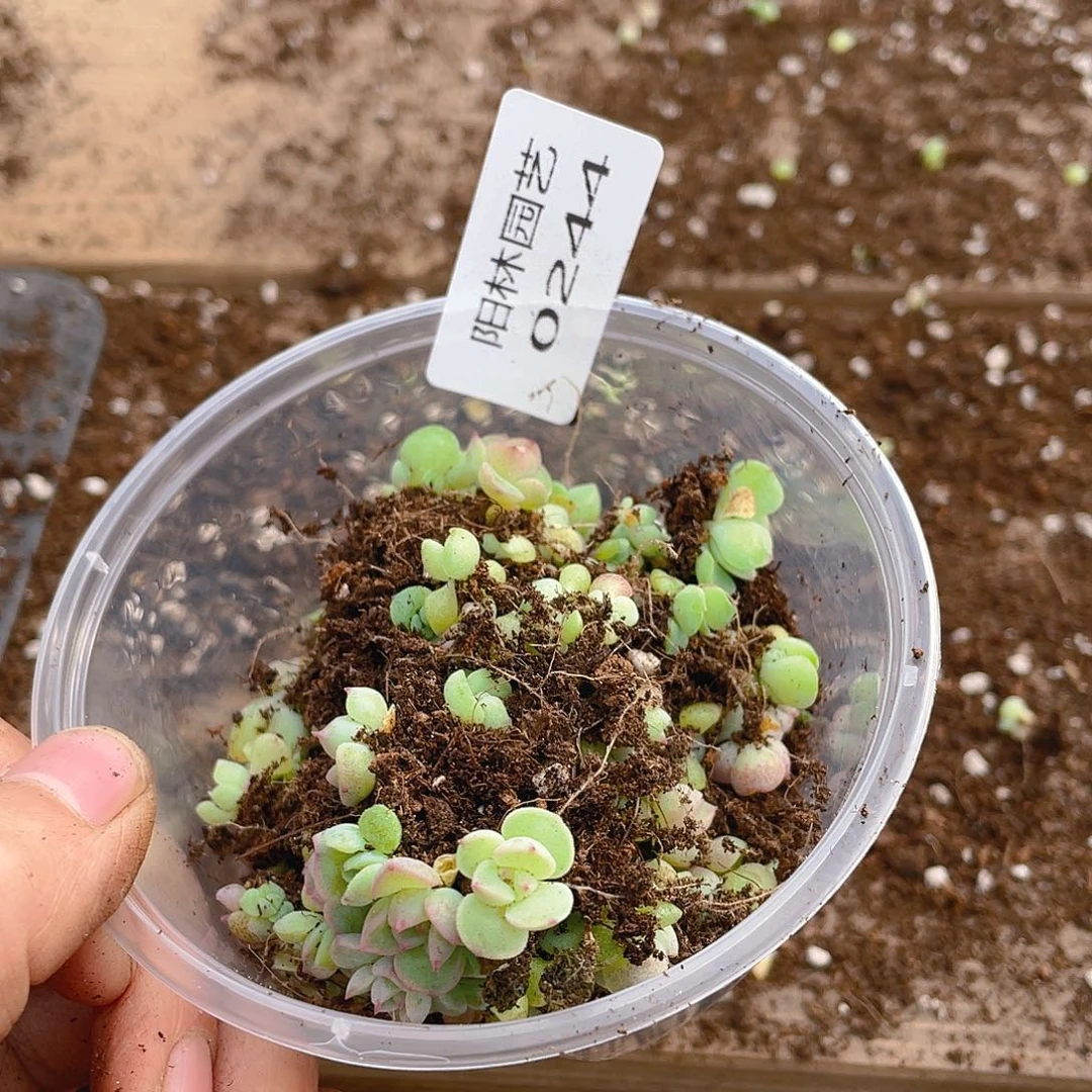 雅***楠多肉植物多肉植物244