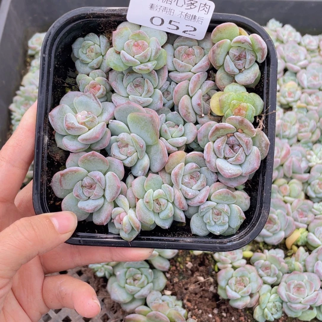 云糖心多肉植物052
