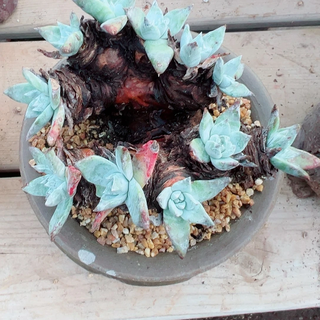 9265苹果叶杂交仙女杯