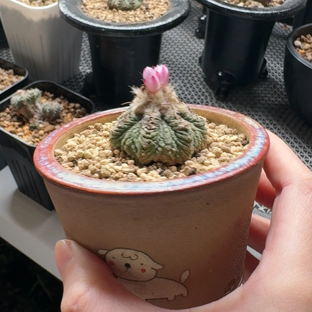 【闪购商品】园艺老花笼带盆