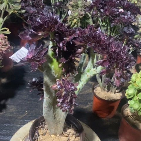 黑法师缀一物一拍