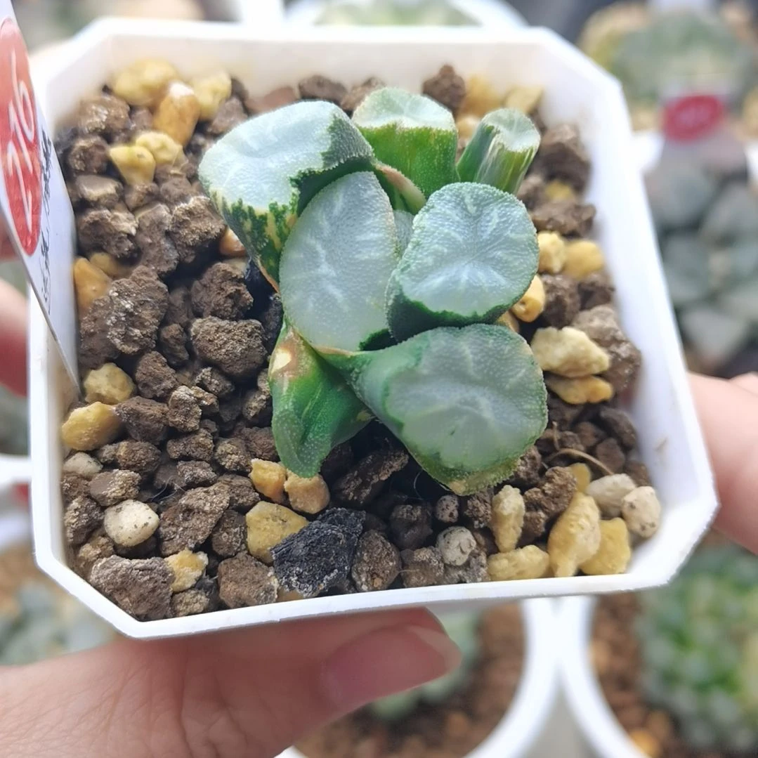 216号透镜万象锦一物一拍带盆土发货满38包邮