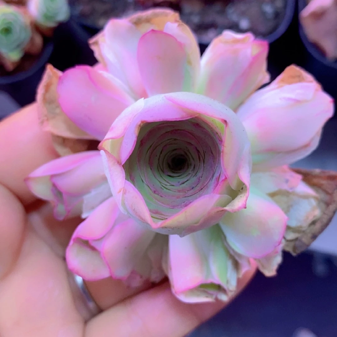 山地玫瑰开播福利一物一拍002
