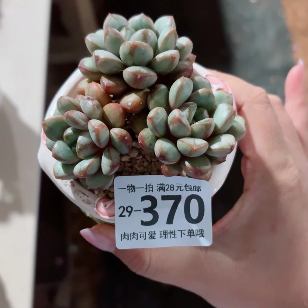 葡萄无盆土发货无盆土发货无