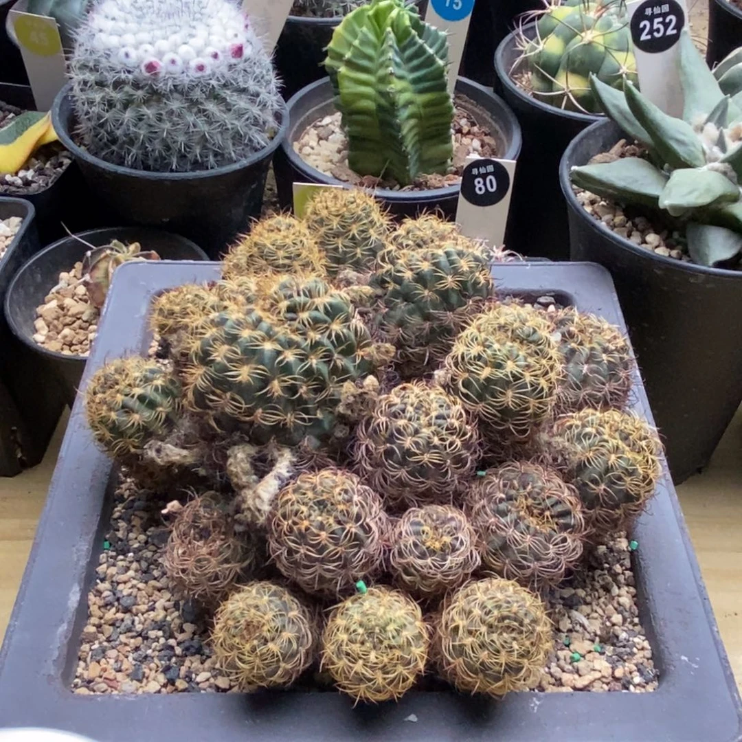 丽花缀化群一颗15cm