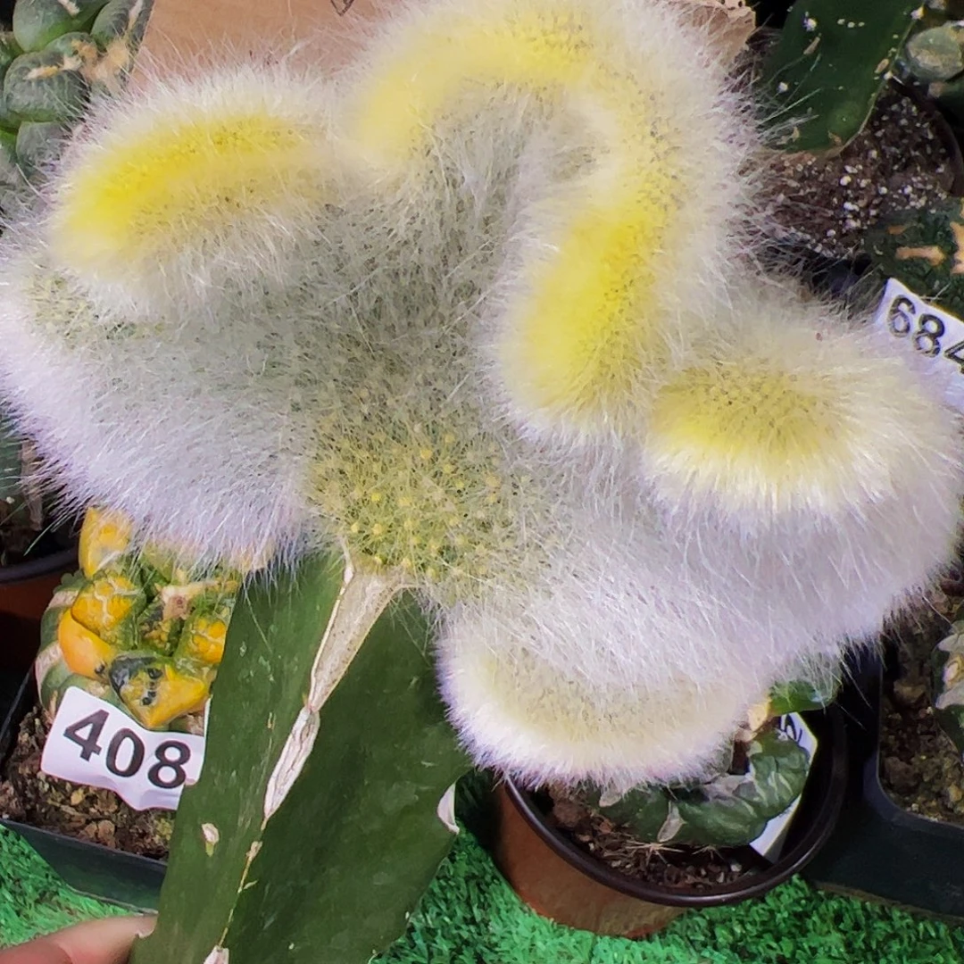 无花朵九尾狐缀化506