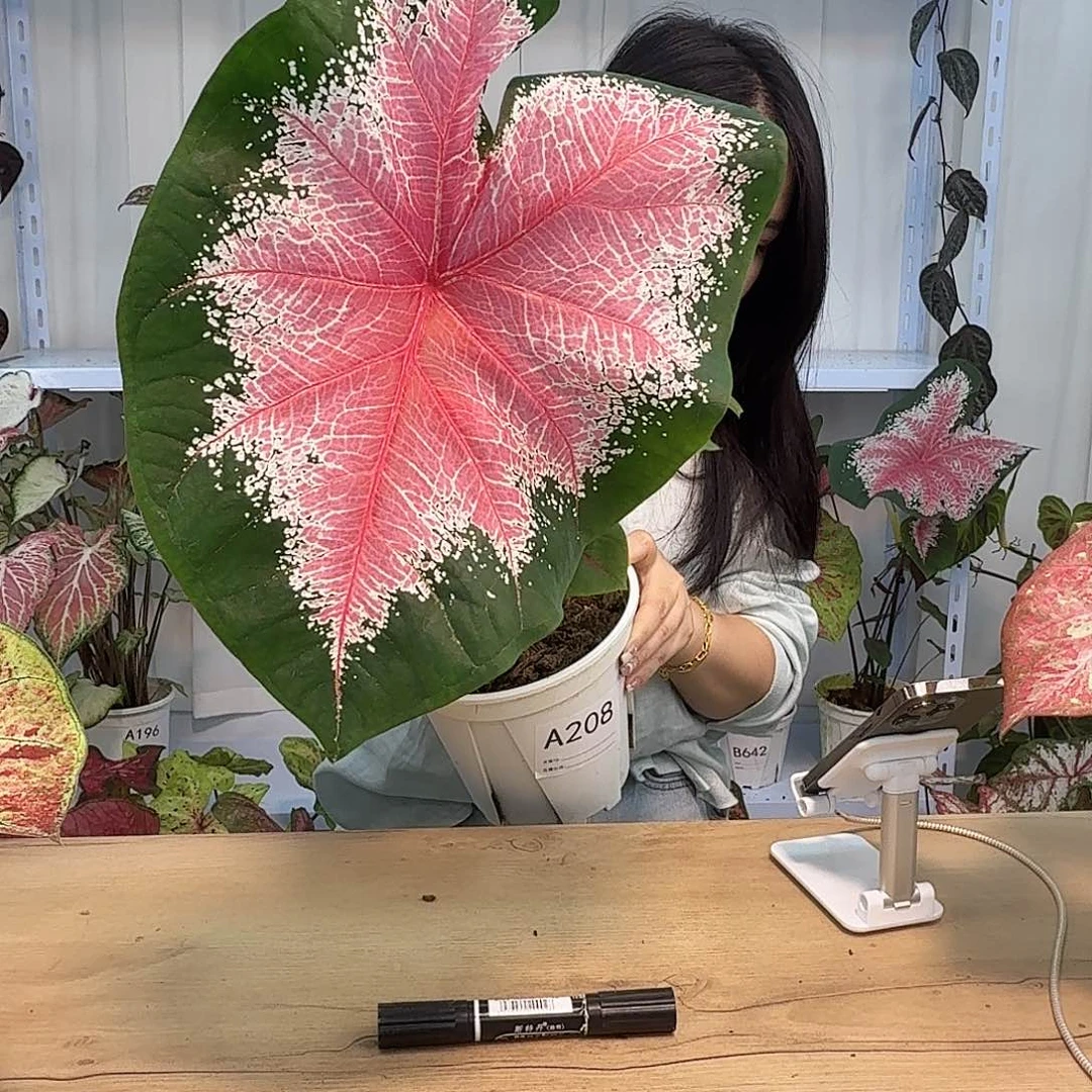 无花朵A208红桃A一物一拍