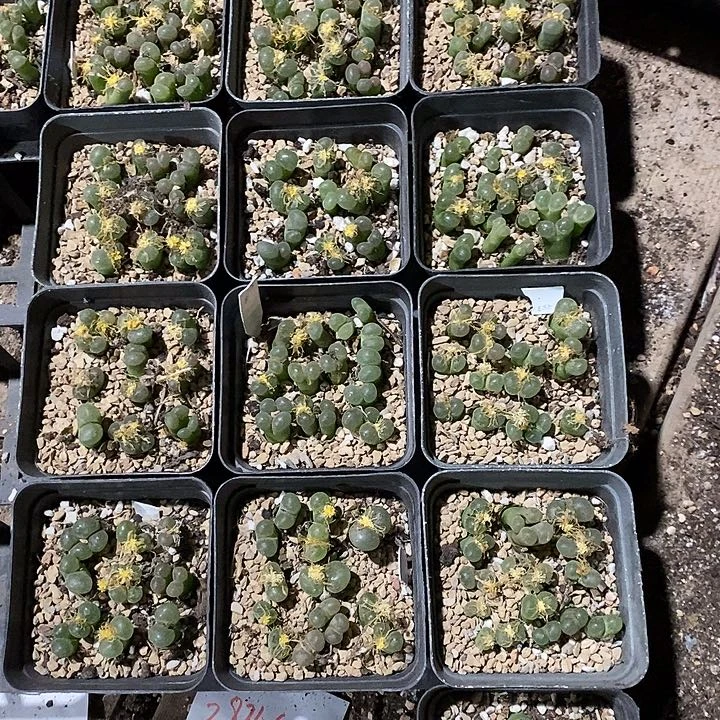 8307。  一盒风铃。   带盆发货。