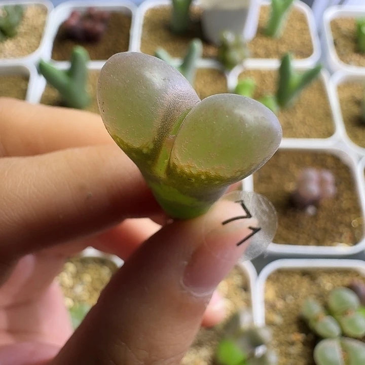 71.......多肉...........