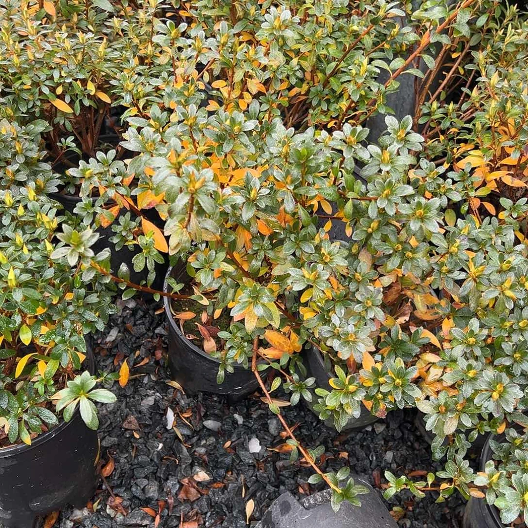 无花朵盆景皋月杜鹃小菊之舞