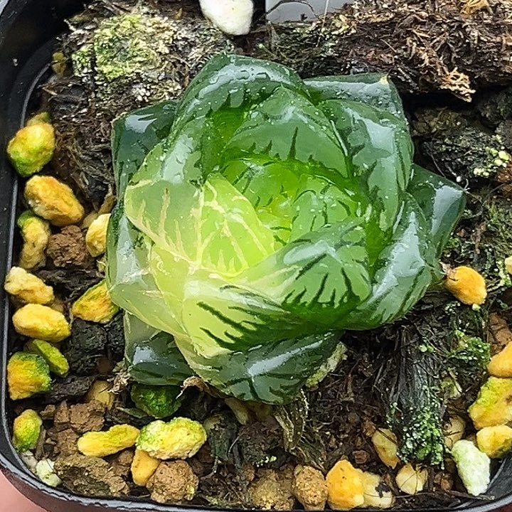 147大窗龙鳞玉露锦