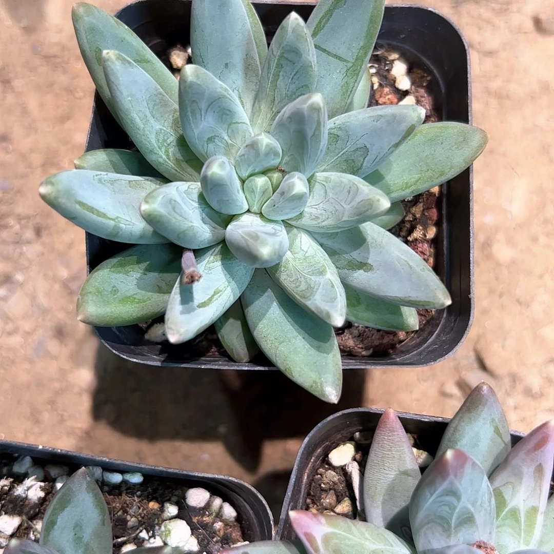 早***阳多肉植物多肉植物
