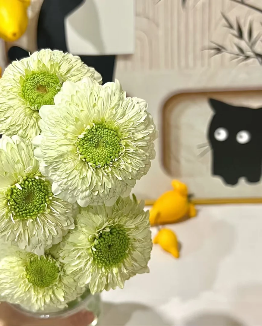 三岁花集-七仔泡泡非洲菊10枝（一单顺丰冷链包邮）