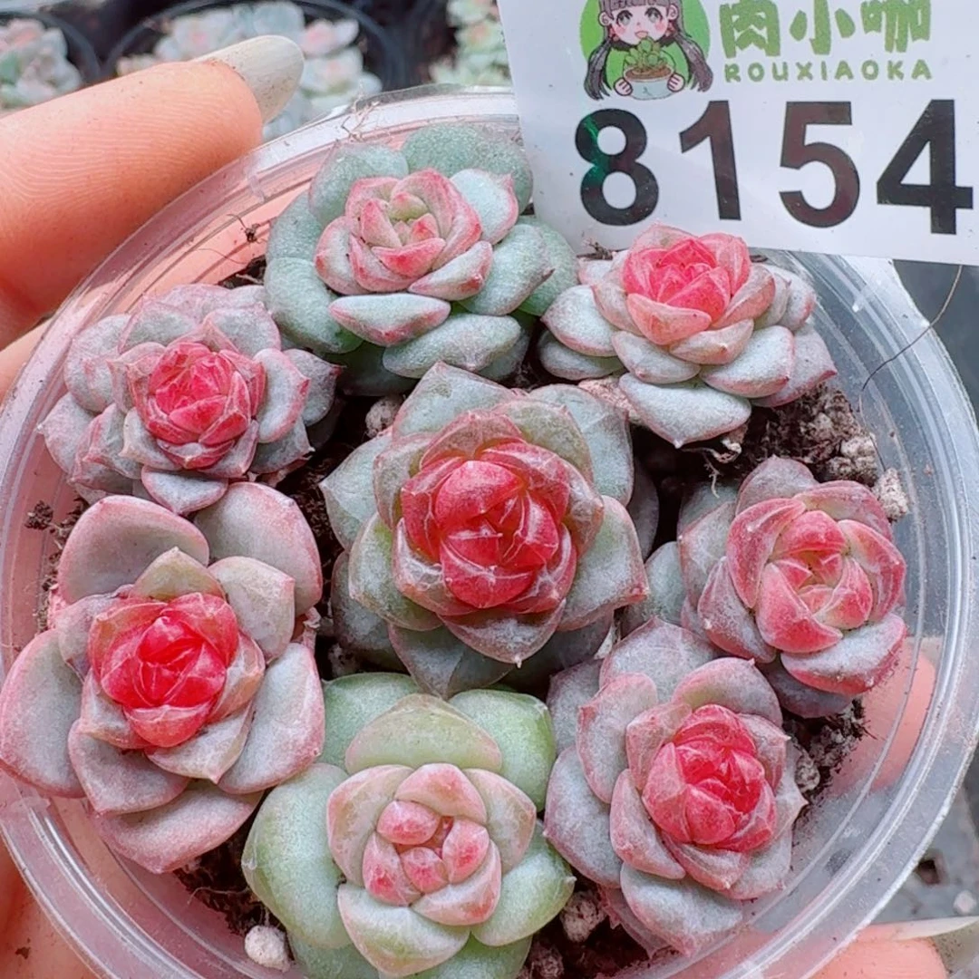 多肉植物多肉植物