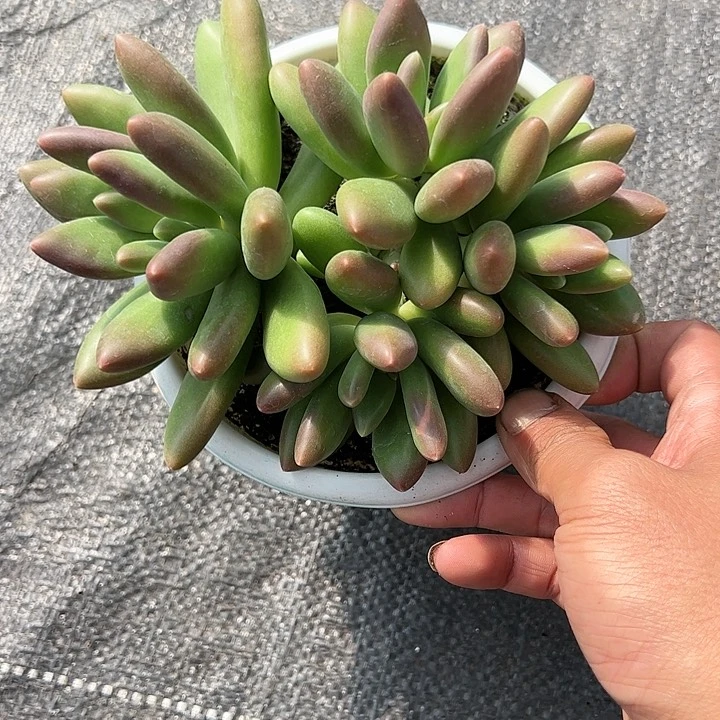 【闪购商品】芒果奶群