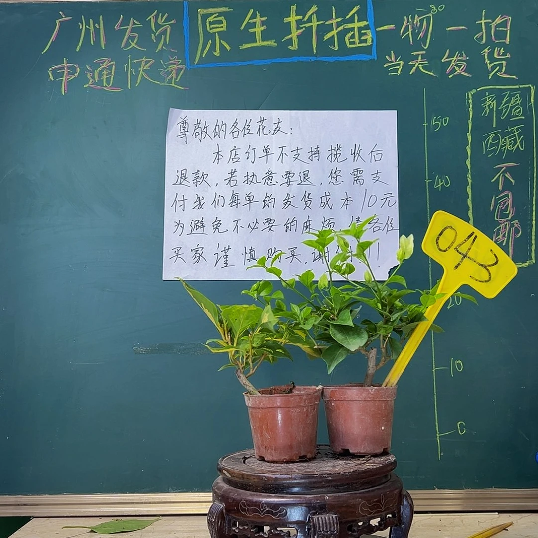 当前无花栽培后可以开花白雪公主掌中宝 金心双色掌中宝043