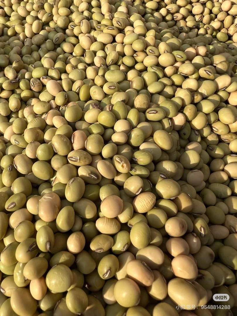 湘西农家老品种绿皮黄豆自种