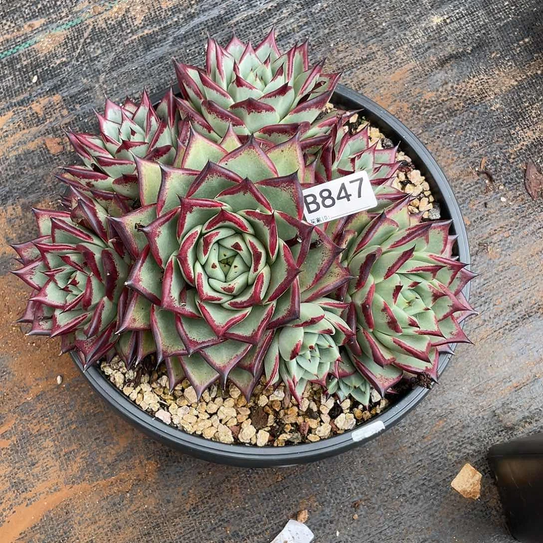 若如东云单拍B847