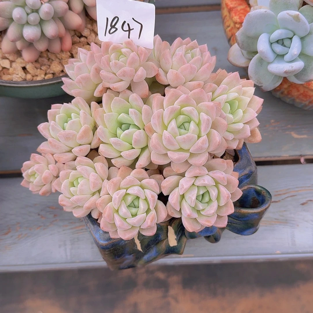 来***张1847奶油美人多肉植物