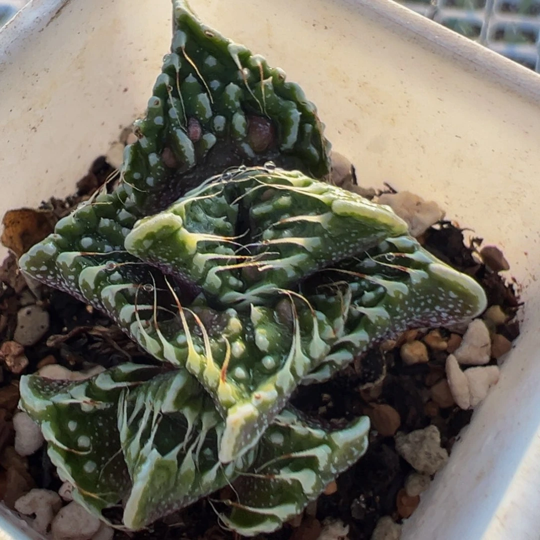 301多肉植物百科植物