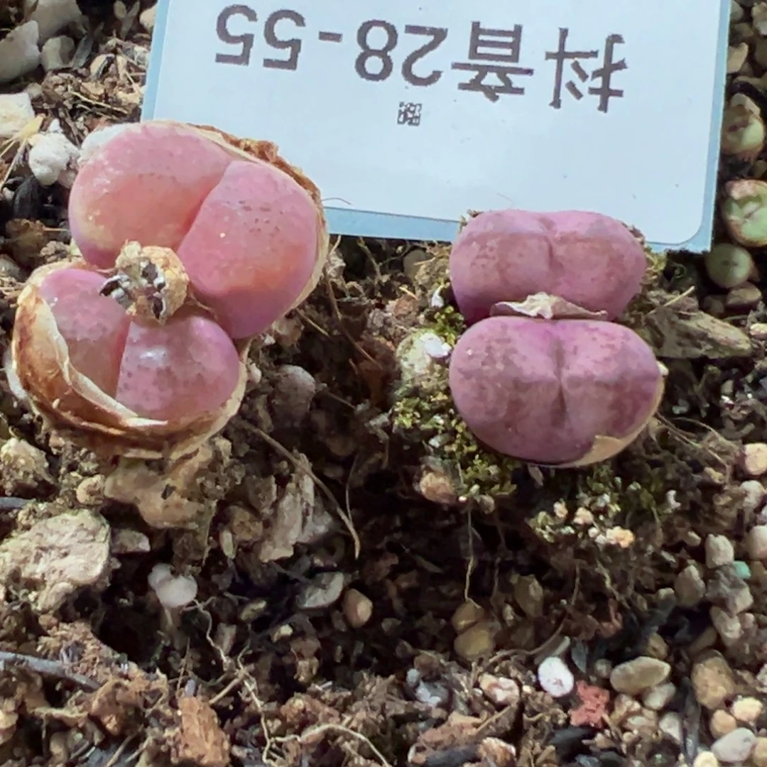 28-55肉锥多肉植物，