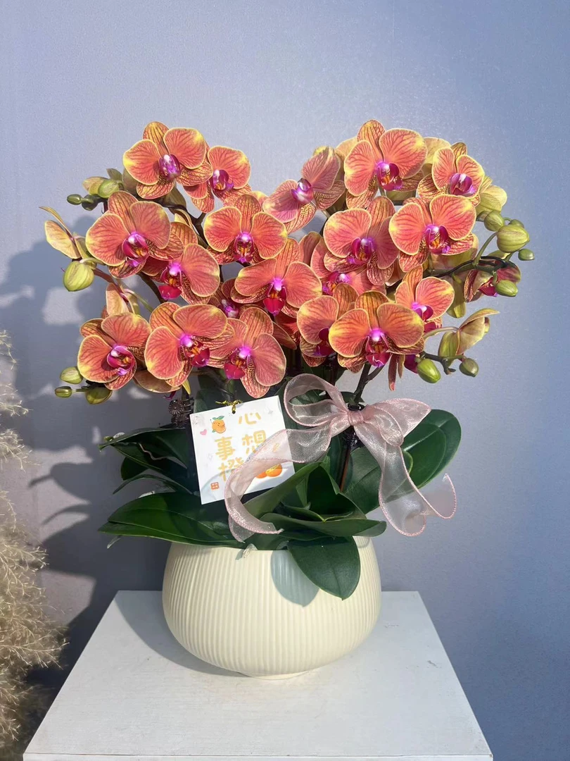 简香《金吉利》鲜花高端蝴蝶兰艺术组盆鲜花摆设送礼高端花卉