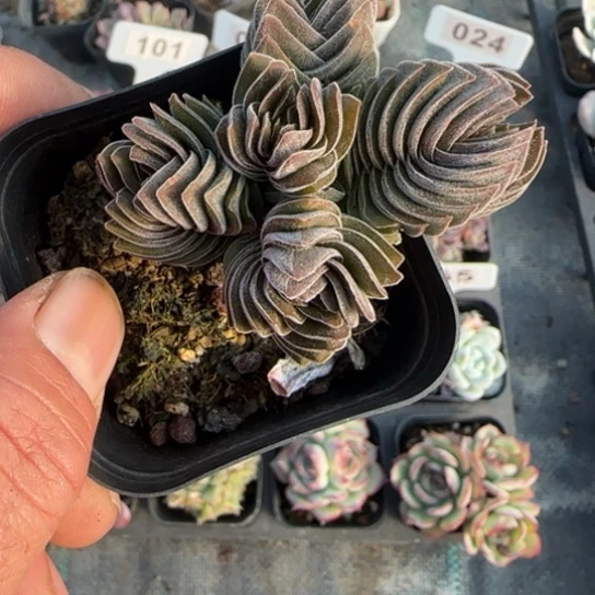 30方塔多肉植物多