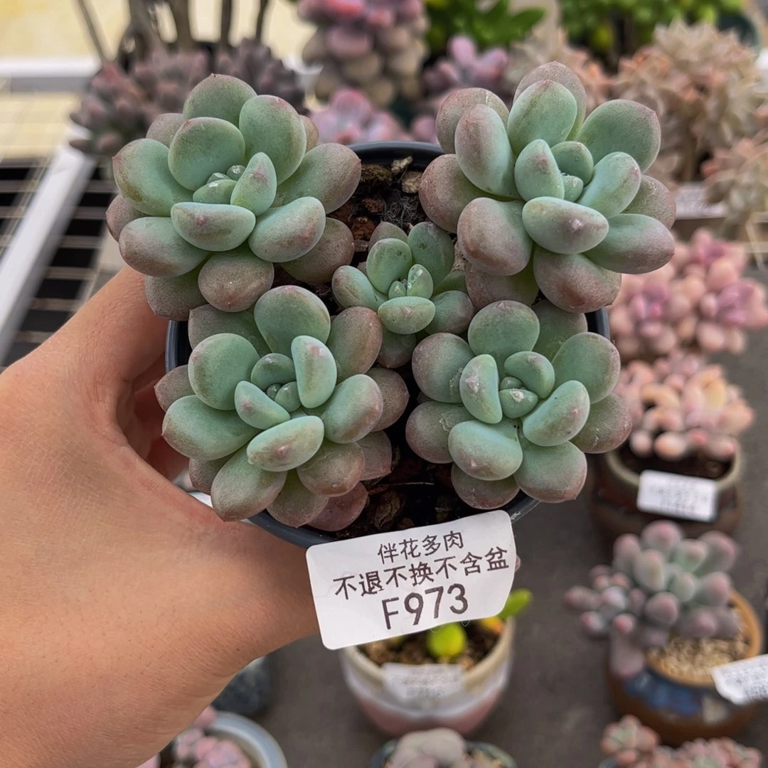 973-白鹭多肉10cm