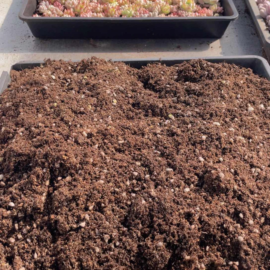 云糖心多肉植物194