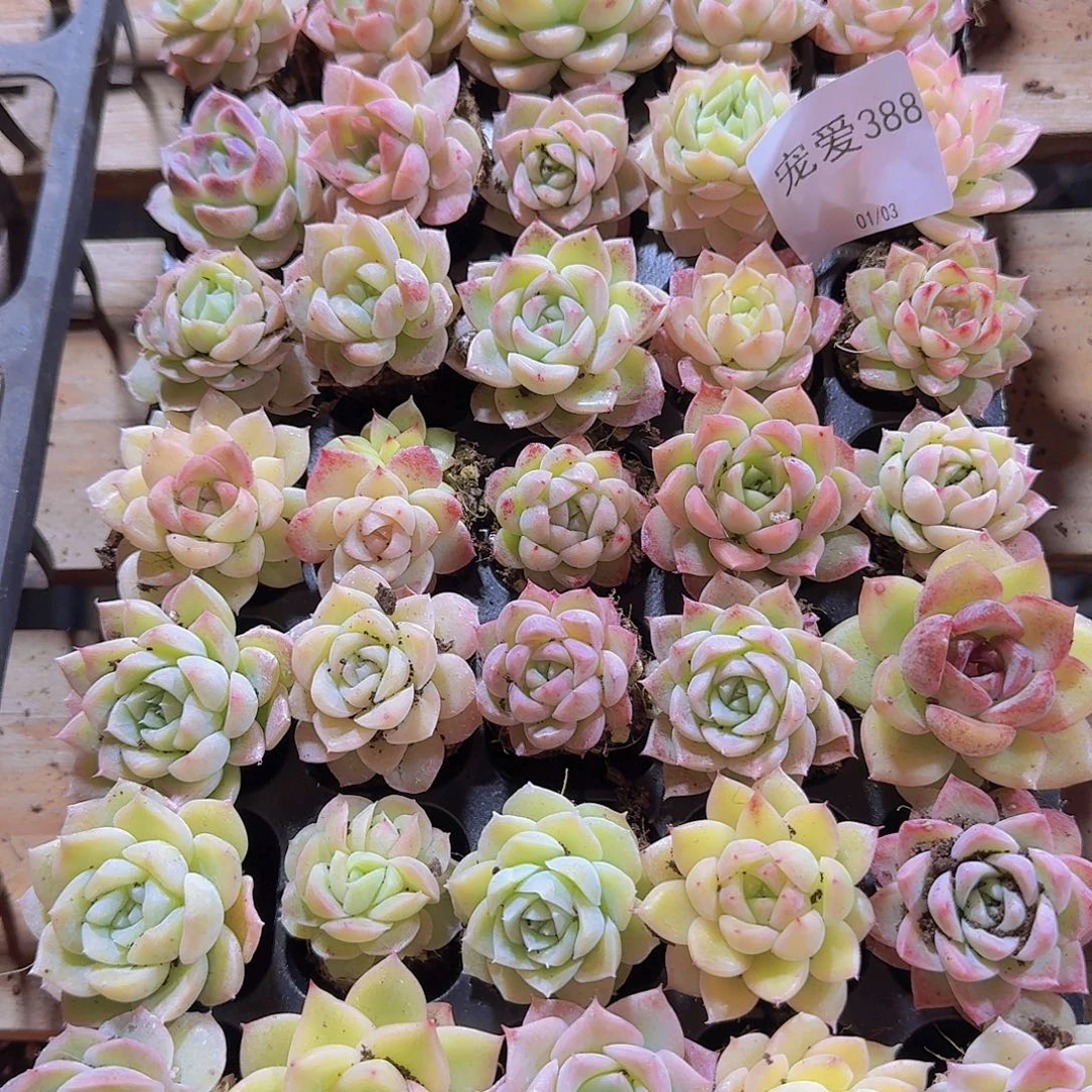 直播福利一物一拍388