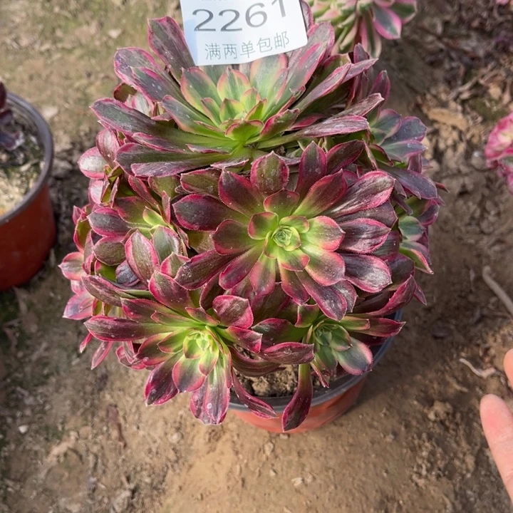 2261安娜的人多肉的