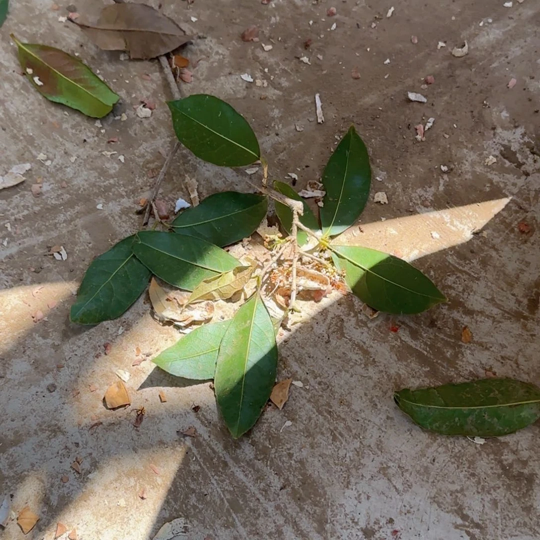 春***茂桂花。四季桂系列