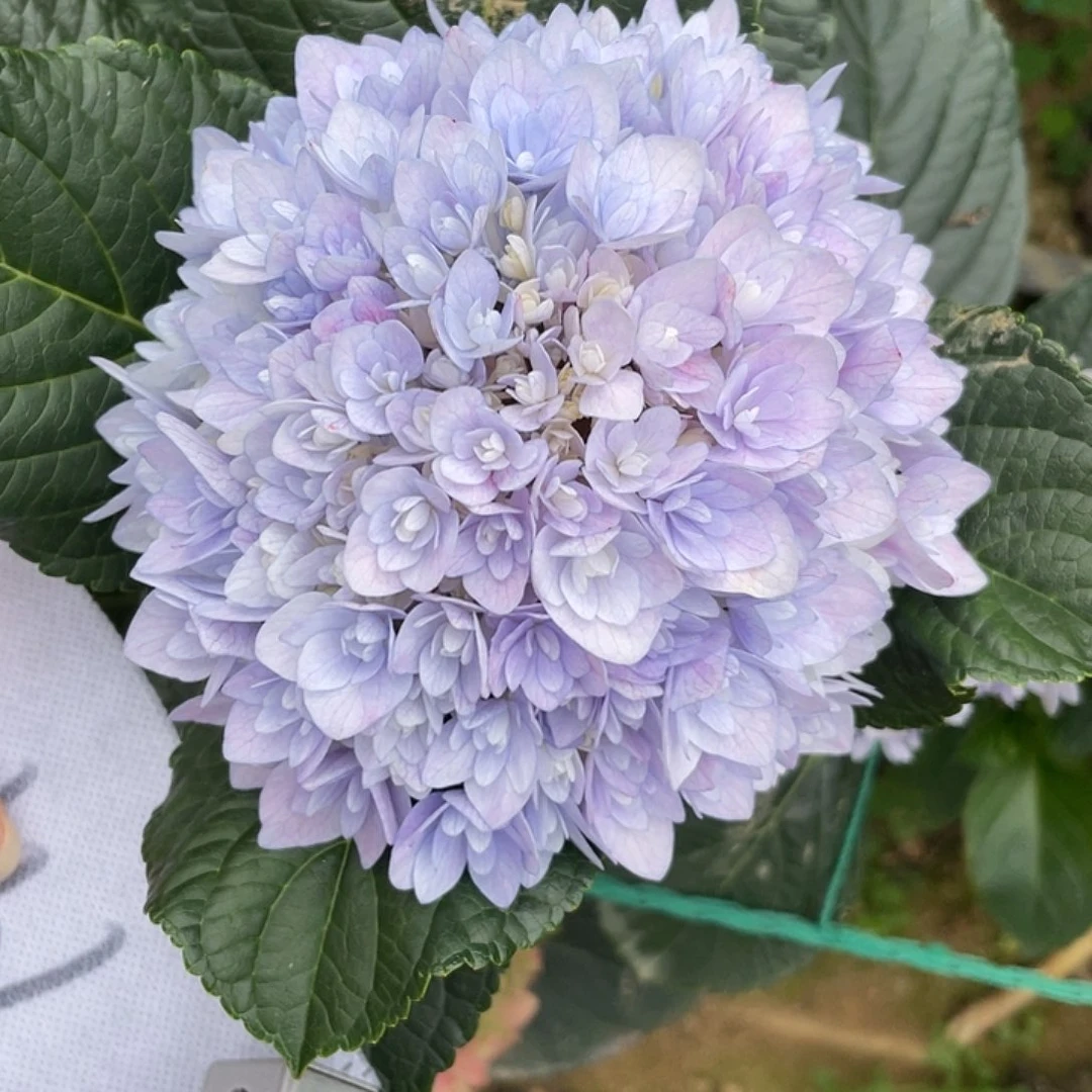 绣球切花一物一拍3枝起包邮，199