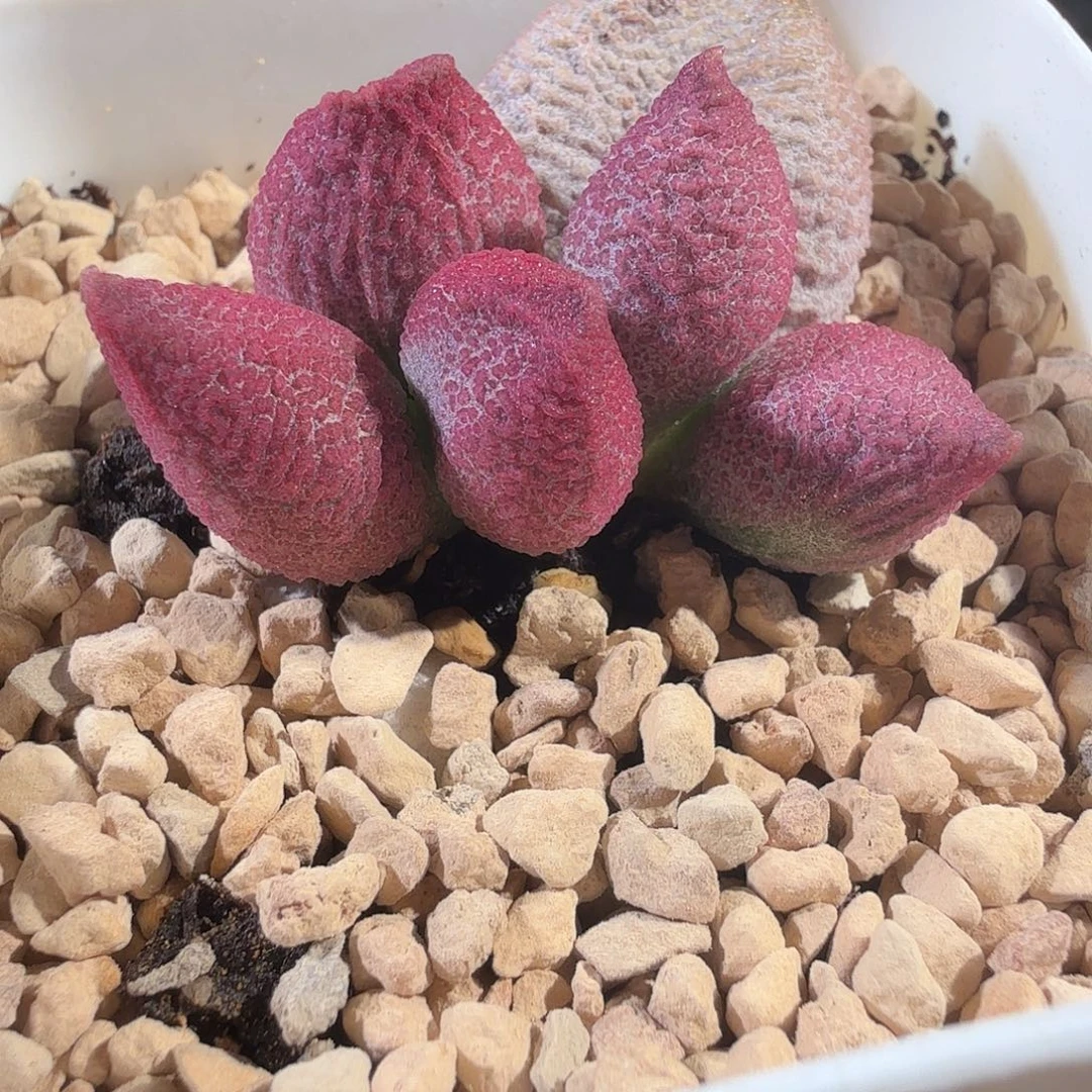 粉核桃