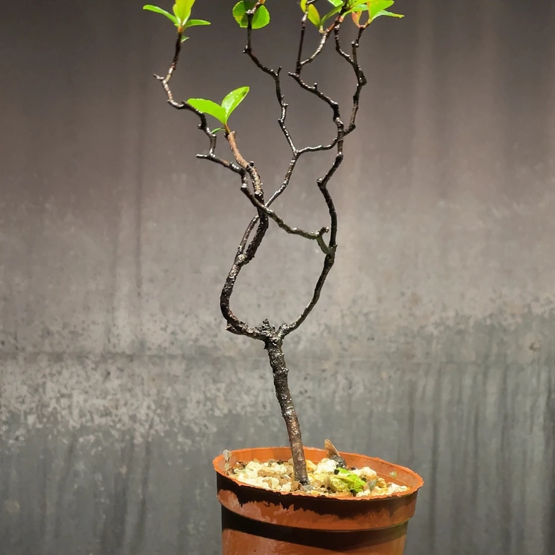 ✘***…无花朵春花包邮哦哦哦