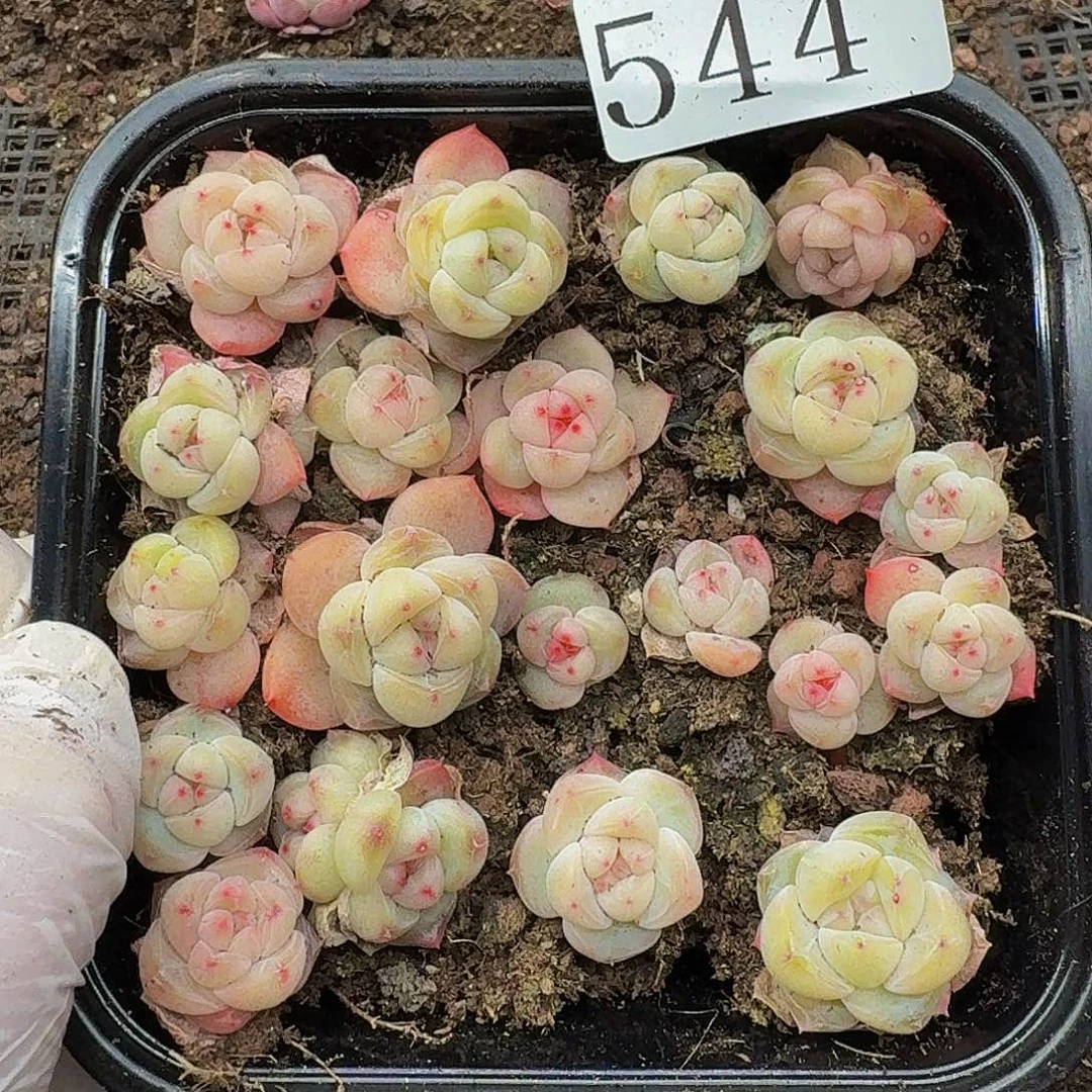 多肉植物多肉植物544