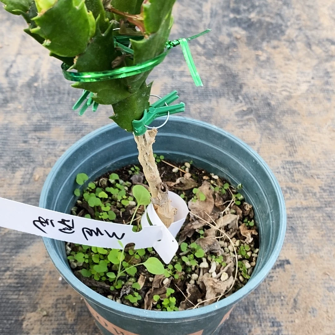 豆***豆无花朵福利款羽毛