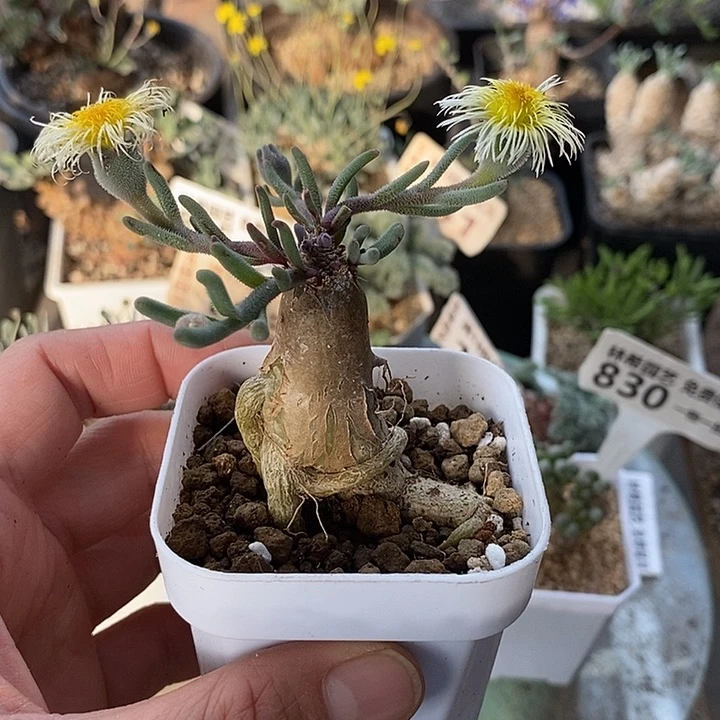 809淡清霜带盆一一一一