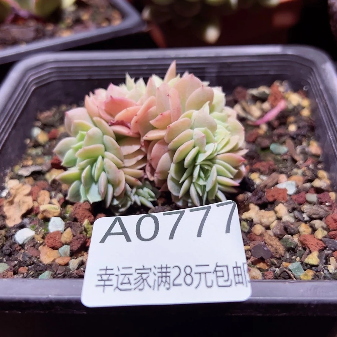 盐*水幸运的是我的朋友们