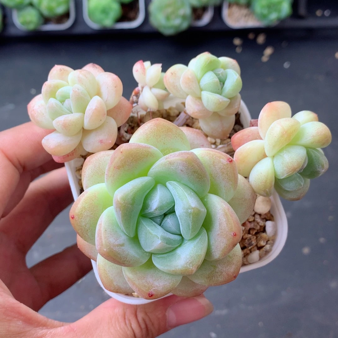 58包邮  群生不包整 100