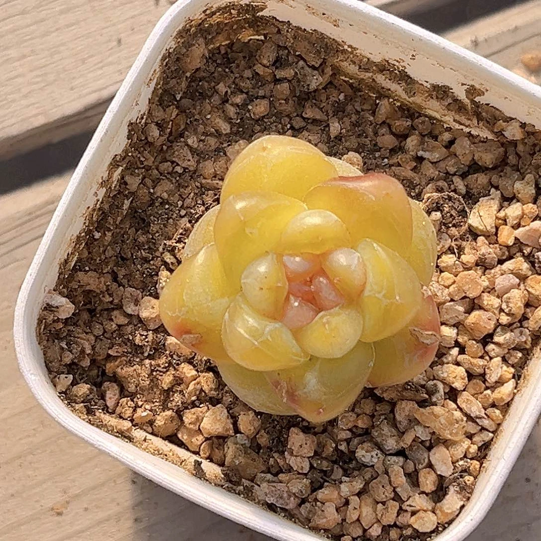 151 碧游仙子  满18包邮