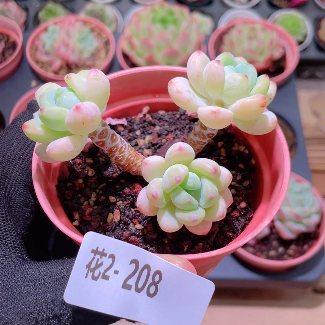 花利美2-208劳尔群