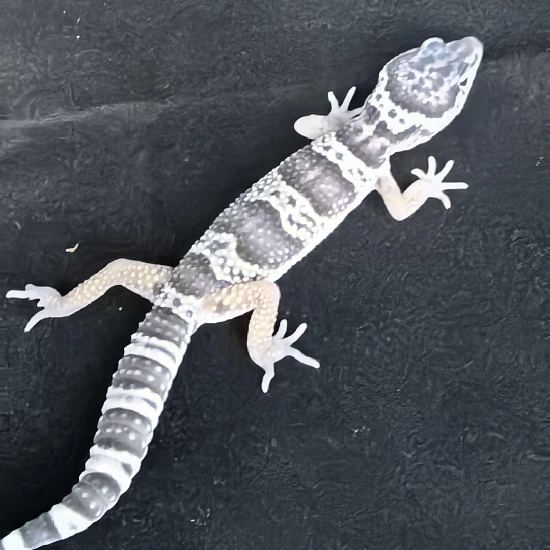 三号豹纹守宫满月阶段爬宠活物全国可邮