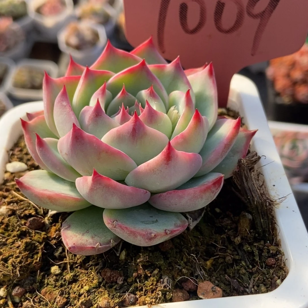 7009惊鸿仙子多肉植物保护