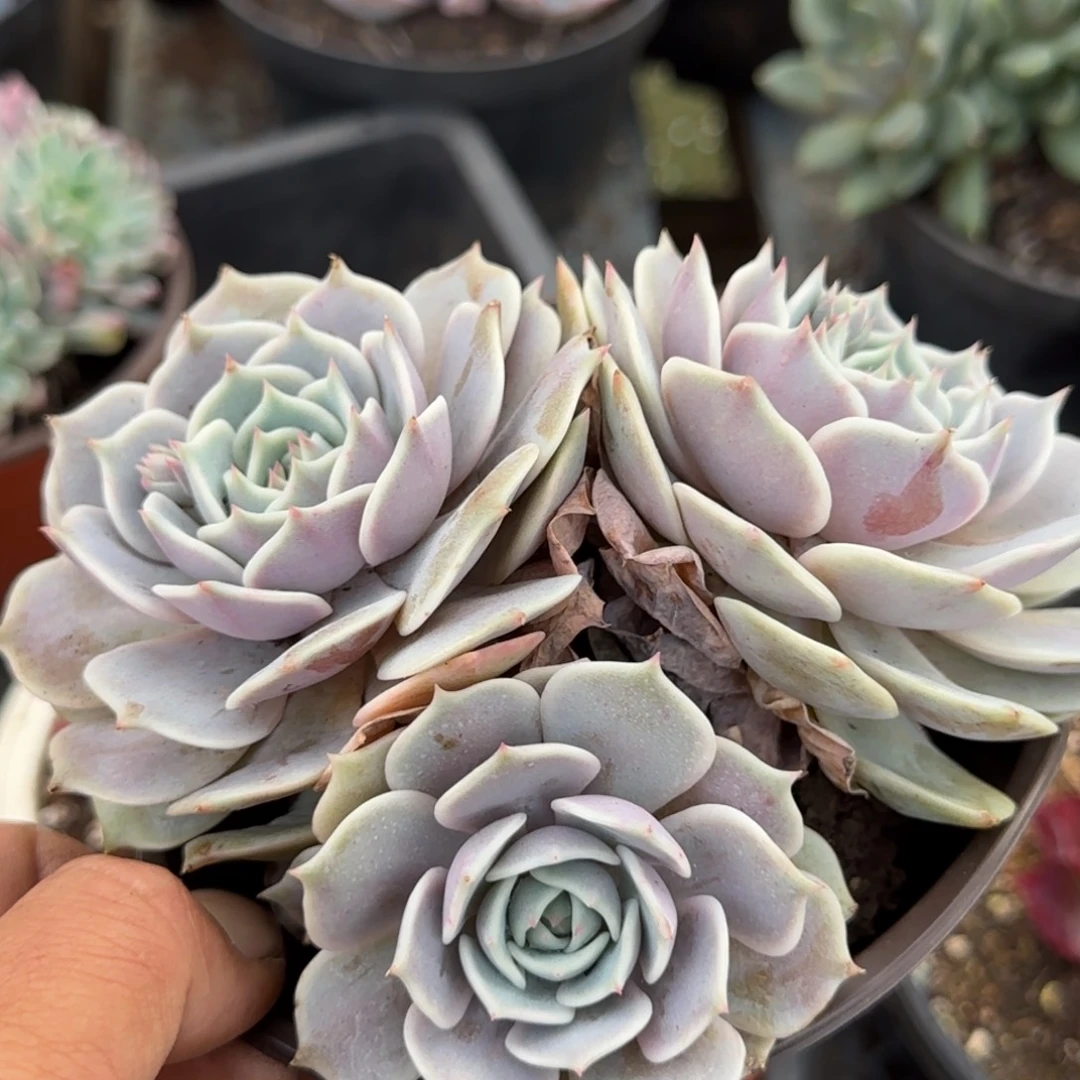 露娜脸惊鸿一物一拍包装收缩花旱