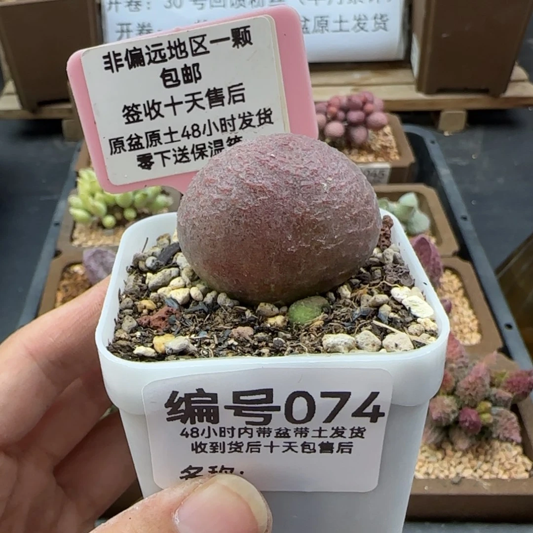 074水蜜桃多肉植物