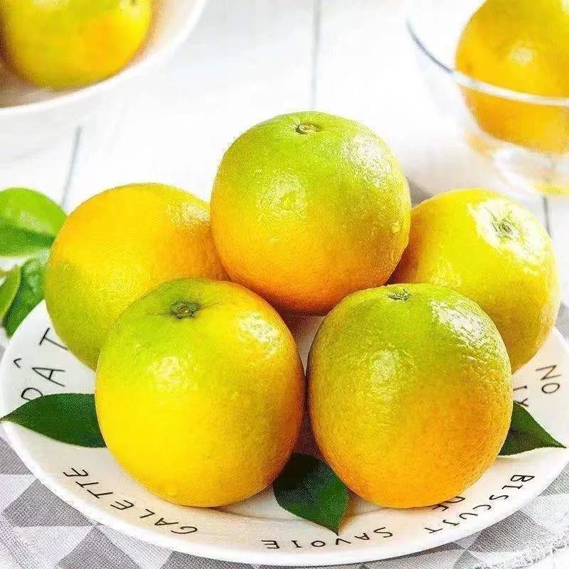 秭归夏橙脐橙新鲜橙子榨汁当季整箱甜橙新鲜水果