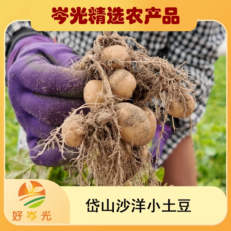 岑光助农 岱山小土豆